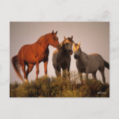 Bob Langrish Three Arab Horses die op zonsondergan Briefkaart (Voorkant)