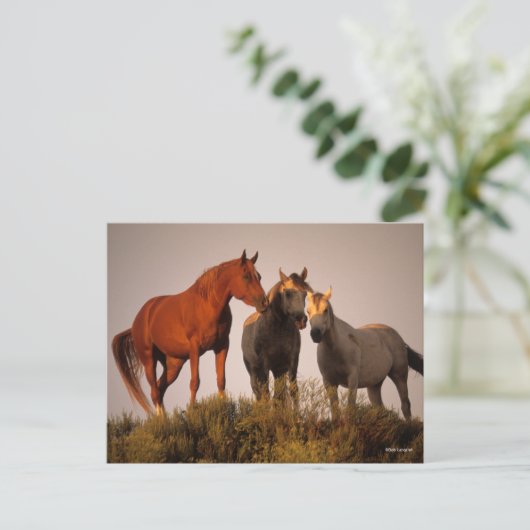 Bob Langrish Three Arab Horses die op zonsondergan Briefkaart (Staand voorkant)