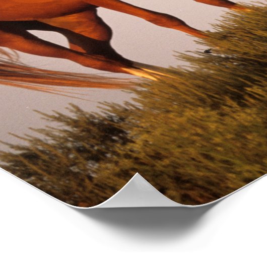 Bob Langrish Three Arab Horses die op zonsondergan Poster (Hoek)