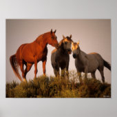 Bob Langrish Three Arab Horses die op zonsondergan Poster (Voorkant)