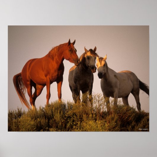 Bob Langrish Three Arab Horses die op zonsondergan Poster (Voorkant)