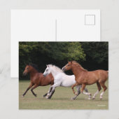 Bob Langrish | Three Arab Horses Running Together Briefkaart (Voorkant / Achterkant)