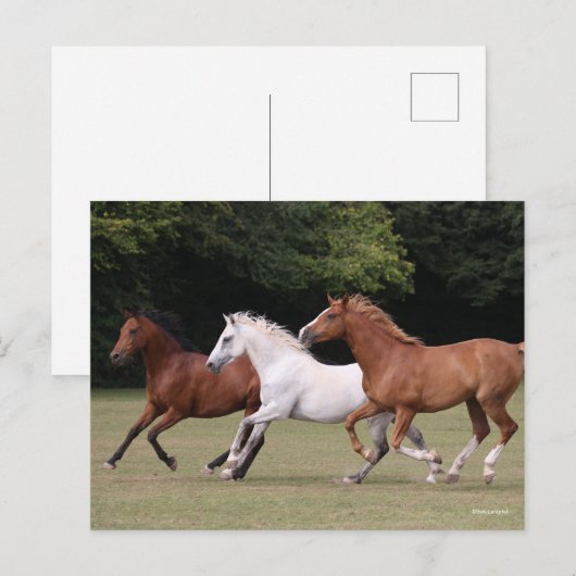 Bob Langrish | Three Arab Horses Running Together Briefkaart (Voorkant / Achterkant)