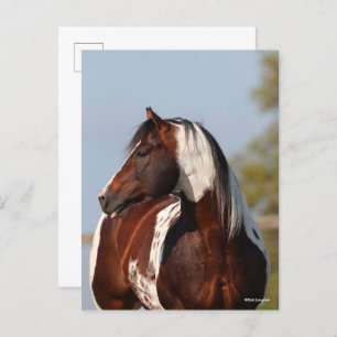 Bob Langrish Tobiano Paint Horse Stallion headshot Briefkaart