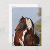 Bob Langrish Tobiano Paint Horse Stallion headshot Briefkaart (Voorkant / Achterkant)