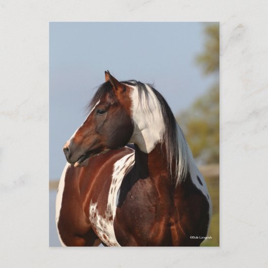 Bob Langrish Tobiano Paint Horse Stallion headshot Briefkaart (Voorkant)