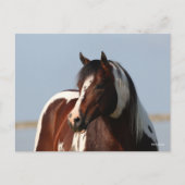 Bob Langrish Tobiano Paint Horse Stallion Headshot Briefkaart (Voorkant)