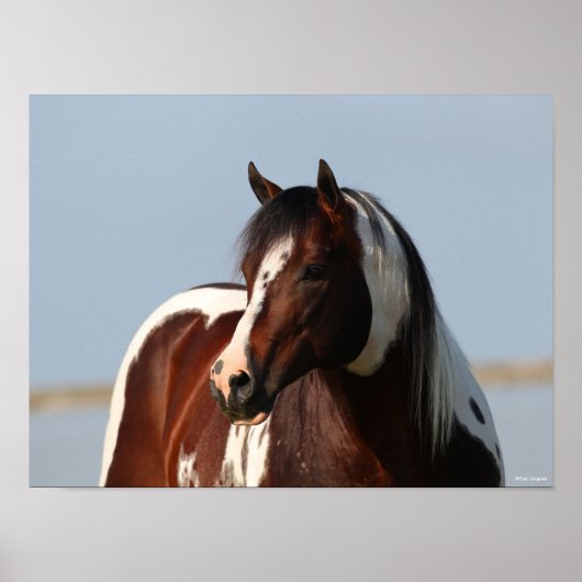 Bob Langrish Tobiano Paint Horse Stallion Headshot Poster (Voorkant)
