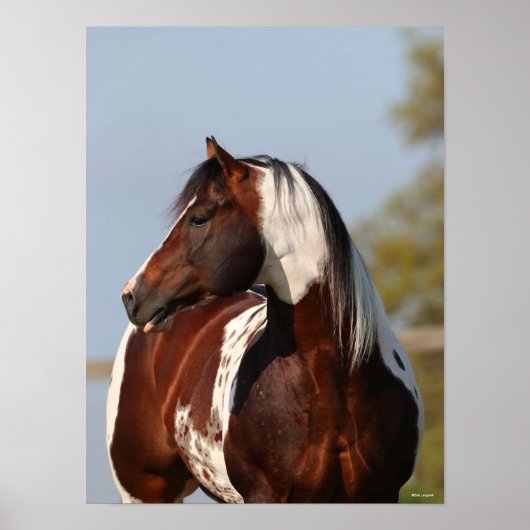 Bob Langrish Tobiano Paint Horse Stallion headshot Poster (Voorkant)