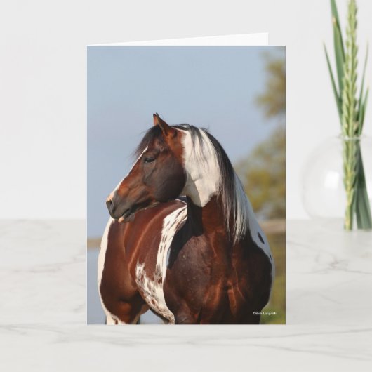 Bob Langrish | Tobiano Paint Stallion Headshot Kaart (Voorkant)