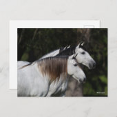 Bob Langrish | Twee Andalusiërs die met elkaar sam Briefkaart (Voorkant / Achterkant)