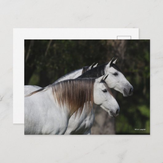 Bob Langrish | Twee Andalusiërs die met elkaar sam Briefkaart (Voorkant / Achterkant)