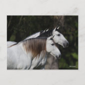 Bob Langrish | Twee Andalusiërs die met elkaar sam Briefkaart (Voorkant)