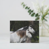 Bob Langrish | Twee Andalusiërs die met elkaar sam Briefkaart (Staand voorkant)