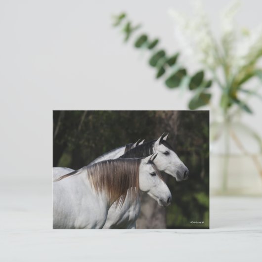 Bob Langrish | Twee Andalusiërs die met elkaar sam Briefkaart (Staand voorkant)