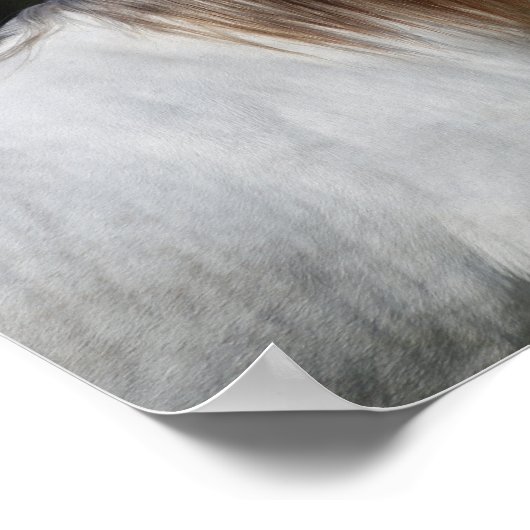 Bob Langrish | Twee Andalusiërs die met elkaar sam Poster (Hoek)