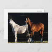 Bob Langrish | Twee Arabische Mares in zonlicht Briefkaart (Voorkant / Achterkant)