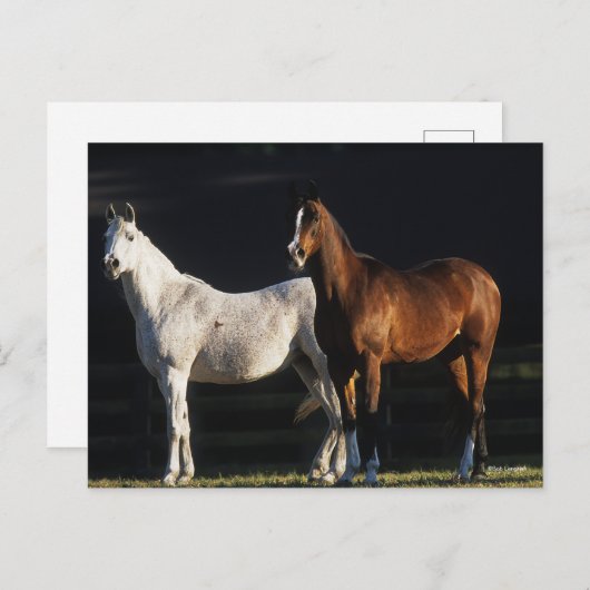 Bob Langrish | Twee Arabische Mares in zonlicht Briefkaart (Voorkant / Achterkant)