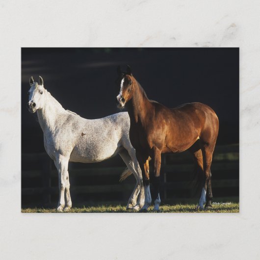 Bob Langrish | Twee Arabische Mares in zonlicht Briefkaart (Voorkant)