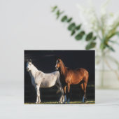 Bob Langrish | Twee Arabische Mares in zonlicht Briefkaart (Staand voorkant)