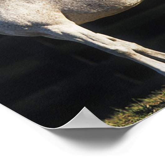 Bob Langrish | Twee Arabische Mares in zonlicht Poster (Hoek)