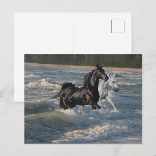 Bob Langrish | Twee Arabische paarden die in de Ze Briefkaart (Voorkant / Achterkant)