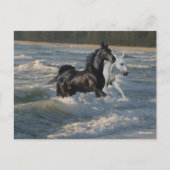 Bob Langrish | Twee Arabische paarden die in de Ze Briefkaart (Voorkant)