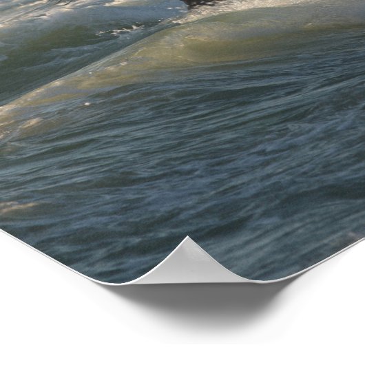 Bob Langrish | Twee Arabische paarden die in de Ze Poster (Hoek)