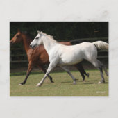 Bob Langrish | Twee Arabische paarden die samenlev Briefkaart (Voorkant)