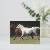 Bob Langrish | Twee Arabische paarden die samenlev Briefkaart (Staand voorkant)