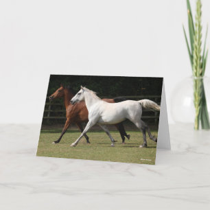 Bob Langrish   Twee Arabische paarden die samenlev Kaart