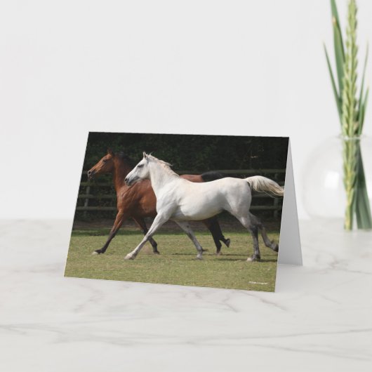 Bob Langrish | Twee Arabische paarden die samenlev Kaart (Voorkant)