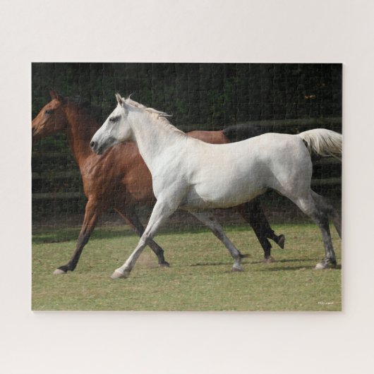 Bob Langrish | Twee Arabische paarden die samenlev Legpuzzel (Horizontaal)