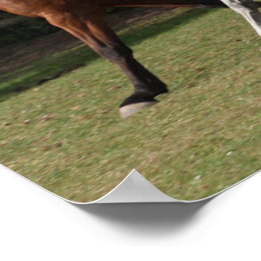 Bob Langrish | Twee Arabische paarden die samenlev Poster (Hoek)