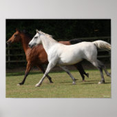 Bob Langrish | Twee Arabische paarden die samenlev Poster (Voorkant)