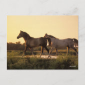 Bob Langrish | Twee Arabische paarden lopen op zon Briefkaart (Voorkant)