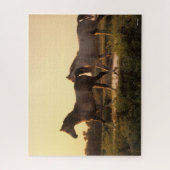 Bob Langrish | Twee Arabische paarden lopen op zon Legpuzzel (Verticaal)