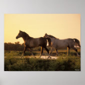 Bob Langrish | Twee Arabische paarden lopen op zon Poster (Voorkant)