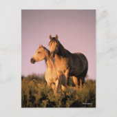 Bob Langrish | Twee Arabische paarden staan op de  Briefkaart (Voorkant)