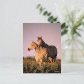 Bob Langrish | Twee Arabische paarden staan op de  Briefkaart (Staand voorkant)