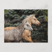 Bob Langrish | Twee Bashkir Curly-paarden — Hoofds Briefkaart (Voorkant)