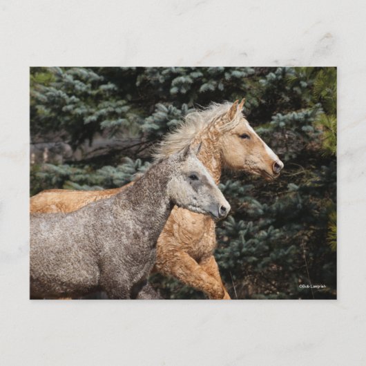 Bob Langrish | Twee Bashkir Curly-paarden — Hoofds Briefkaart (Voorkant)