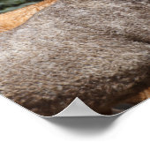 Bob Langrish | Twee Bashkir Curly-paarden — Hoofds Poster (Hoek)