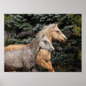 Bob Langrish | Twee Bashkir Curly-paarden — Hoofds Poster (Voorkant)