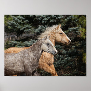 Bob Langrish   Twee Bashkir Curly-paarden — Hoofds Poster