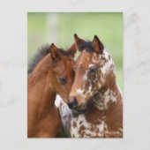 Bob Langrish | Twee bijeenkomsten van Appalosa-foe Briefkaart (Voorkant)