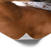 Bob Langrish | Twee bijeenkomsten van Appalosa-foe Poster (Hoek)