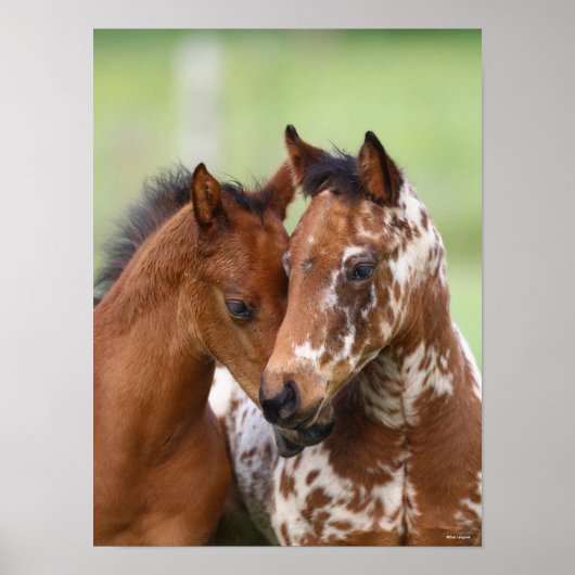 Bob Langrish | Twee bijeenkomsten van Appalosa-foe Poster (Voorkant)
