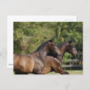 Bob Langrish   Twee bruine Andaluciaanse paarden d Briefkaart