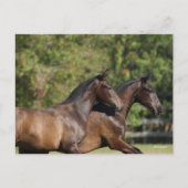 Bob Langrish | Twee bruine Andaluciaanse paarden d Briefkaart (Voorkant)